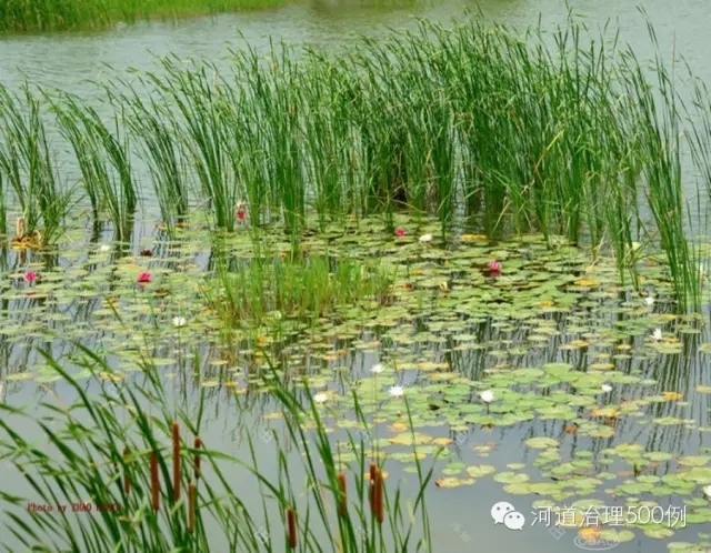 湿地生态塘 湿地生态塘
