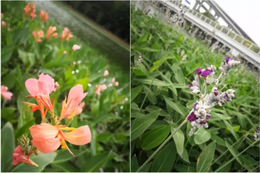 美丽的水生植物妆点着河道 美丽的水生植物妆点着河道