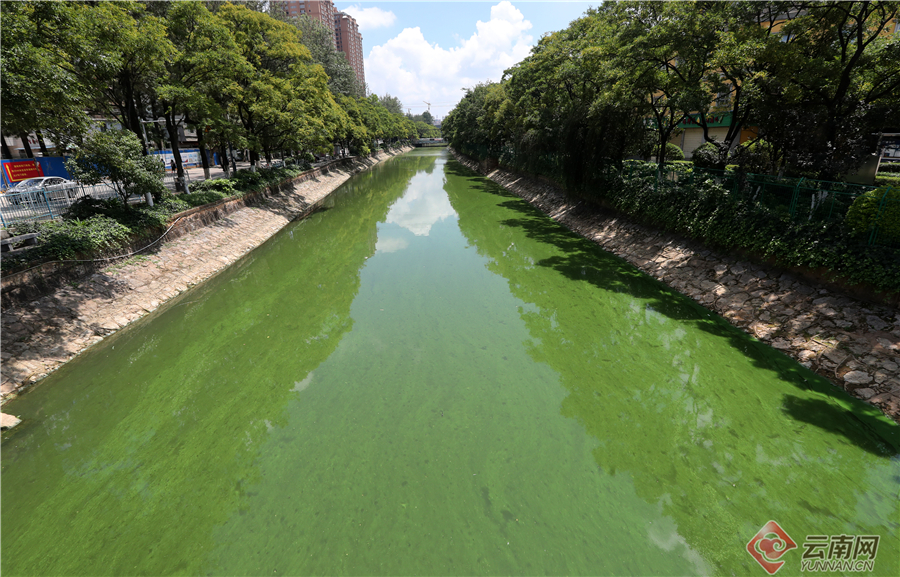 昆明大观河道出现蓝藻水华富集 市民希望及时开展除藻作业 昆明大观河道出现蓝藻水华富集 市民希望及时开展除藻作业