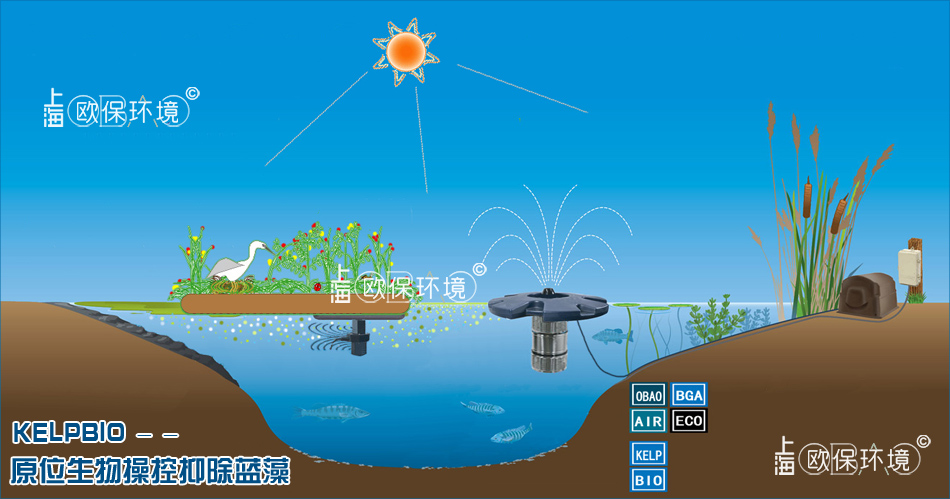 欧保KELPBIO生物操控抑除蓝藻技术原理 欧保KELPBIO生物操控抑除蓝藻技术原理