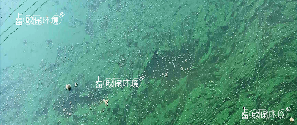 水体清澈,水面漂浮蓝绿色浮油状薄膜 水体清澈,水面漂浮蓝绿色浮油状薄膜