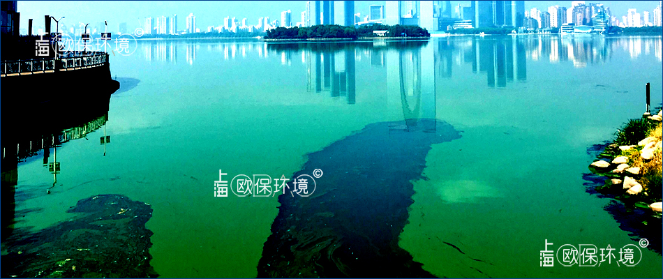 枯萎腐化的蓝藻聚集漂浮在水面上 枯萎腐化的蓝藻聚集漂浮在水面上