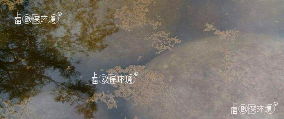 水体清澈,水面漂浮黄褐色浮泥斑块 水体清澈,水面漂浮黄褐色浮泥斑块