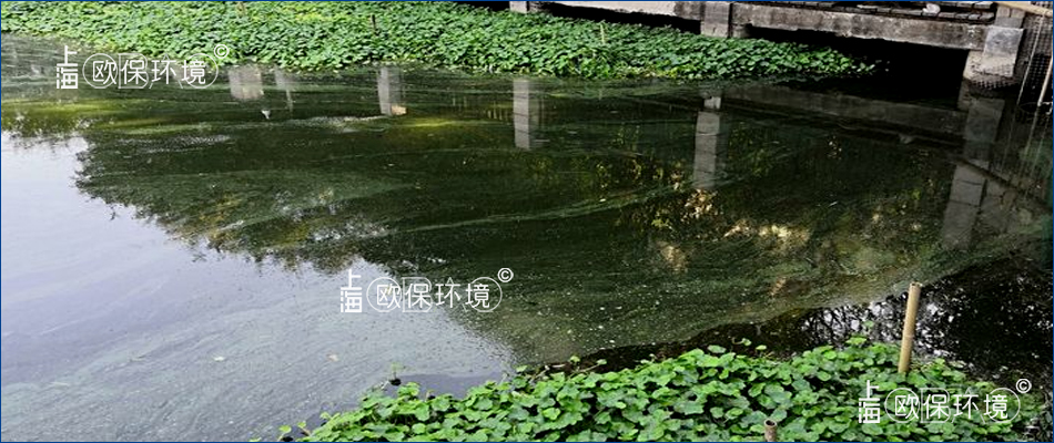 水面带状分布蓝藻漂浮物 水面带状分布蓝藻漂浮物