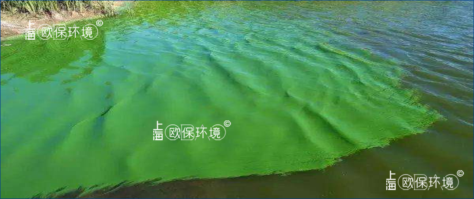 老化腐化的蓝藻聚集漂浮在水面上 老化腐化的蓝藻聚集漂浮在水面上