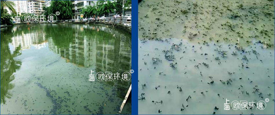 水体浑浊,水面漂浮黑色浮泥斑块 水体浑浊,水面漂浮黑色浮泥斑块