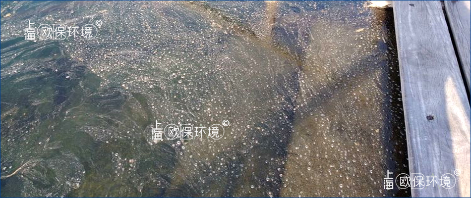 水体清澈,但水面漂浮油膜状藻类浮灰漂浮物 水体清澈,但水面漂浮油膜状藻类浮灰漂浮物