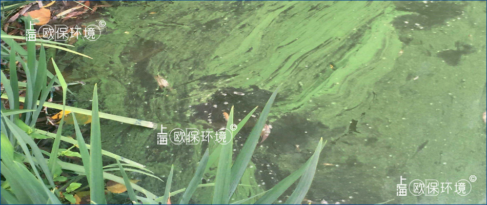 水面带状分布蓝藻漂浮物与水生植物黏连在一起 水面带状分布蓝藻漂浮物与水生植物黏连在一起