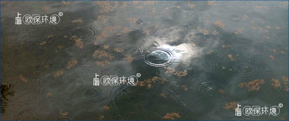 水体清澈,水面漂浮褐色浮泥斑块 水体清澈,水面漂浮褐色浮泥斑块