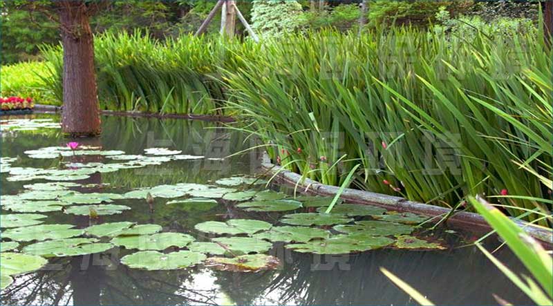浮田型漂浮湿地（浮动湿地）用于治理坑塘&mdash;&mdash;＞15年使用寿命，保持坑塘治理可持续性