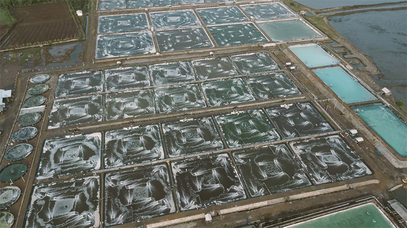 南美白对虾养殖过程中产生的高盐度、高硝态氮、大水量尾水，对周边水环境构成严重威胁，易引发水体富营养化及生物多样性下降。